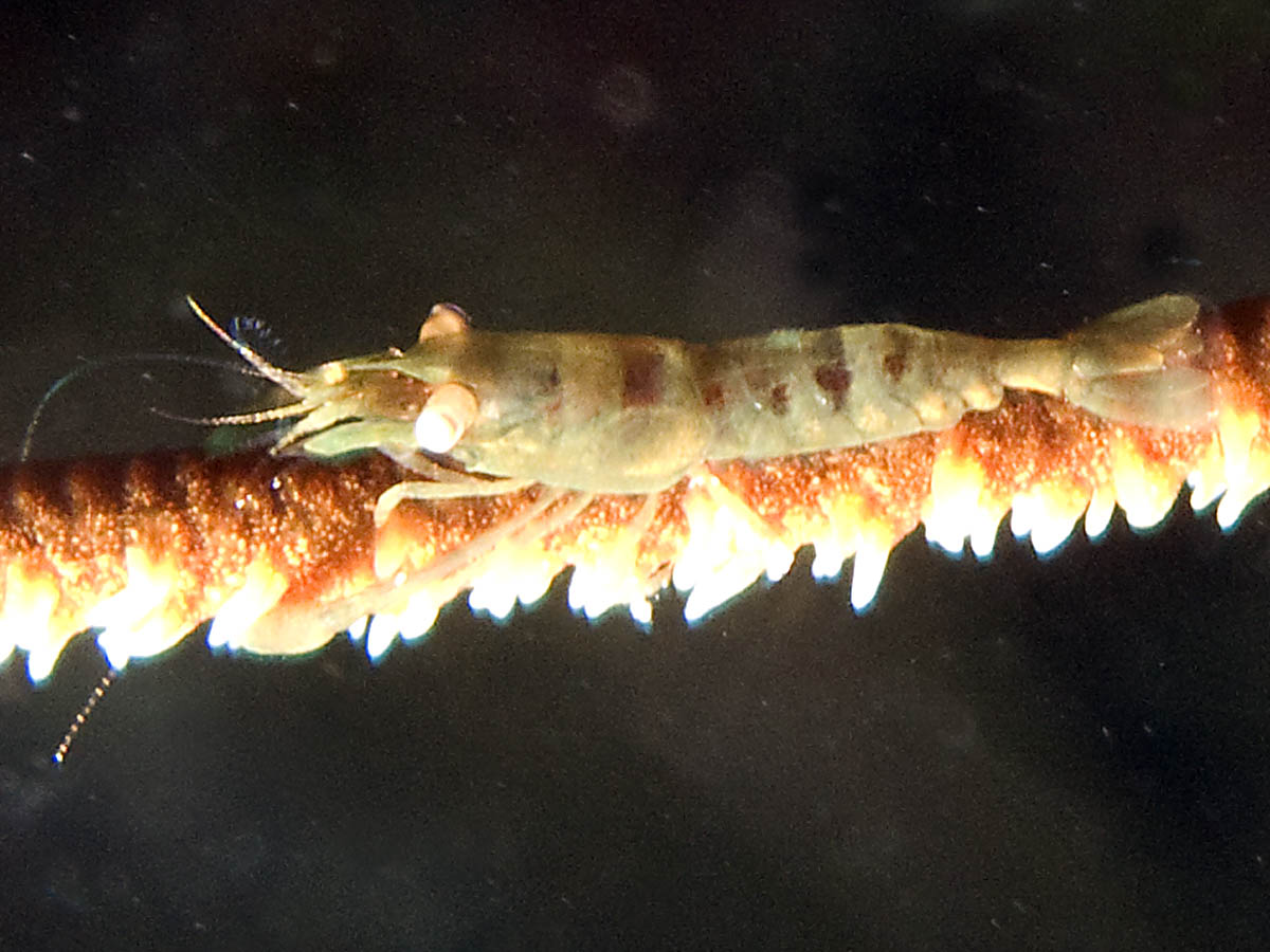 Wire coral shrimp